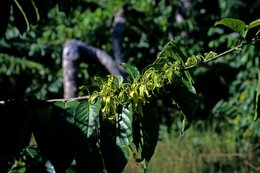 Botany;-Branch;-Comoros-Archipelago;-Flower;-France;-Indian-Ocean;-Kaleidos;-Kaleidos-images;-La-parole-à-limage;-Laurent-Abad;-Mayotte;-Nature;-Perfumery;-Stories-Pictures;-Ylang-ylang